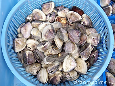 Closeup of Hard clam or Hard shell clam or Top neck or Cherrystone or Hamaguri clam Stock Photo