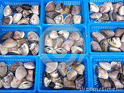 Closeup of Hard clam or Hard shell clam or Top neck or Cherrystone or Hamaguri clam Stock Photo