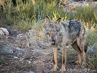 Iberian female wolf yawning and licking itself Stock Photo