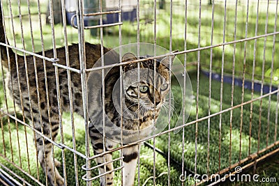 Iberian lynx in a captive cage Stock Photo