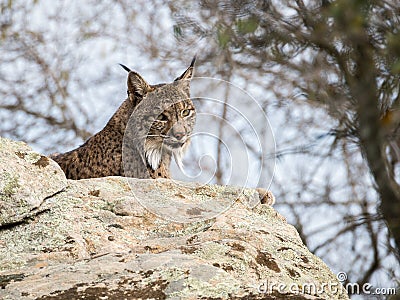 Iberian lynx ( Lynx pardinus ) lying down on a rock Stock Photo