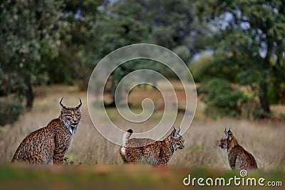 Iberian lynx, Lynx pardinus, mother with two young kitten, wild cat endemic to Iberian Peninsula in southwestern Spain in Europe. Stock Photo