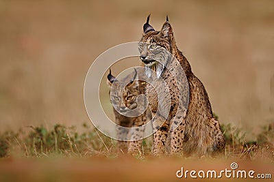 Iberian lynx, Lynx pardinus, wild cat endemic to Iberian Peninsula in southwestern Spain in Europe. Rare cat walk in the nature Stock Photo