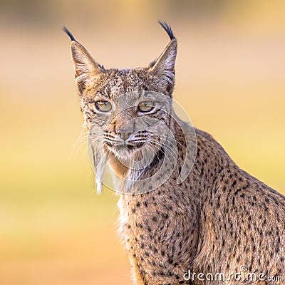 Iberian lynx Portrait on Bright Background Stock Photo