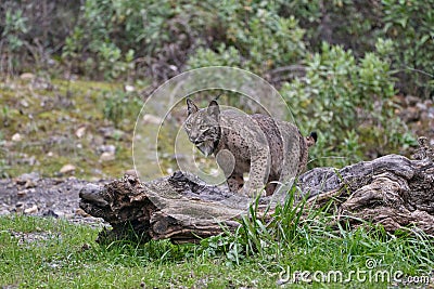 Iberian lynx walking in the Sierra Morena forest in Andalusia, Spain Stock Photo