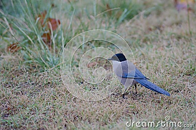 Iberian magpie Cyanopica cooki covered by water drops. Stock Photo