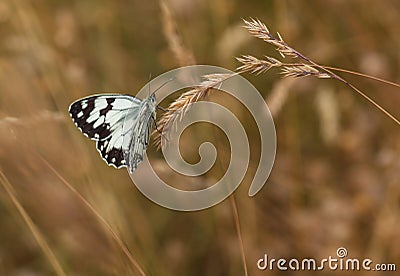 Iberian marbled White on dry grass seeds Stock Photo