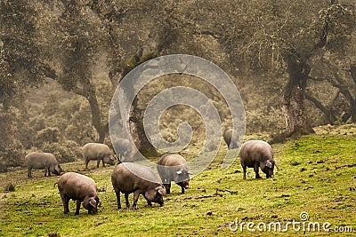 Iberian pig in the meadow Stock Photo