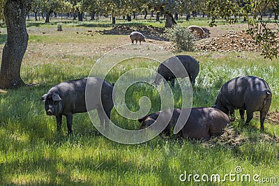 Iberian pigs eating acorns in the oak field Stock Photo