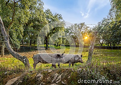 Iberian pigs in a green meadow at spring Stock Photo