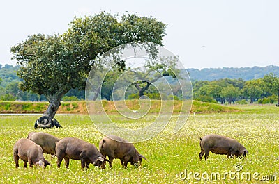 Iberian pigs in the meadow of Extremadura. Stock Photo