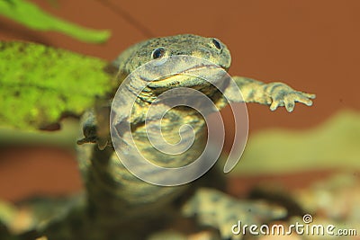 Iberian ribbed newt Stock Photo