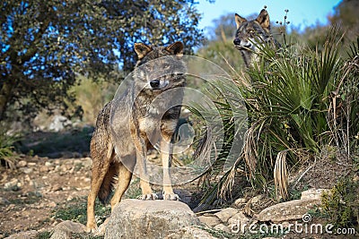 Iberian wolf Pride Stock Photo