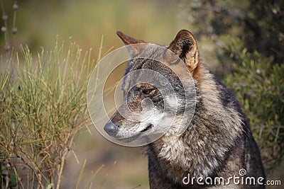 Iberian wolf Stock Photo