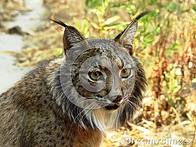 Iberic Lynx, Lince Iberico Stock Photo