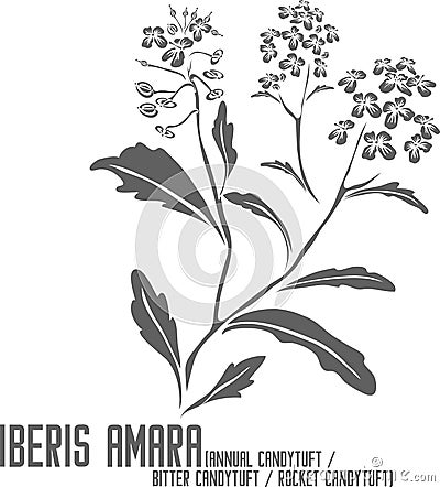 Iberis amara flowers silhouette vector illustration Vector Illustration