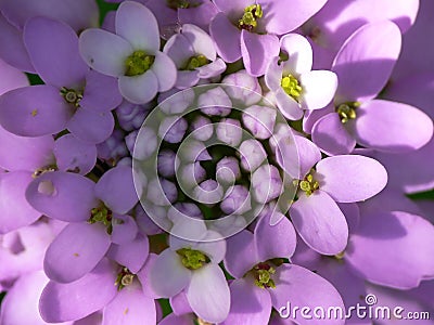 Iberis flower Stock Photo