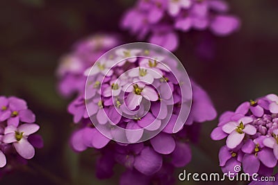 Iberis iberis flower inflorescence purple on a dark background Stock Photo