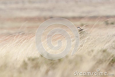 Iberische Klapekster, Iberian Grey Shrike, Lanius meridionalis Stock Photo