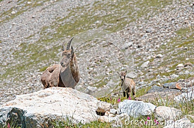 Ibex with baby in french alps Stock Photo