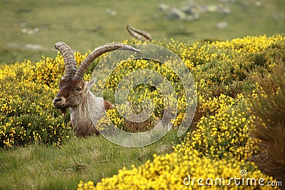 Ibex buck grazin on yellow broom Stock Photo