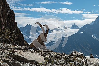 Ibex , French alps Stock Photo