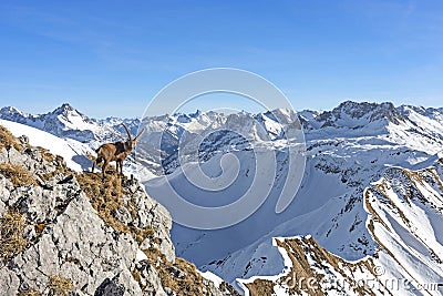 Ibex in front of snowy mountains at a sunny day in winter. Vorarlberg, Tirol, Austria Stock Photo