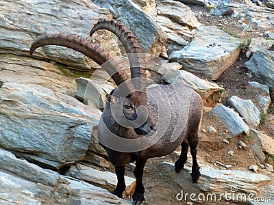 Ibex living in the Swiss Alps Stock Photo