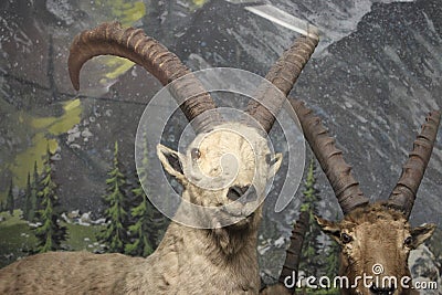 Ibex at the Natural History Museum Editorial Stock Photo