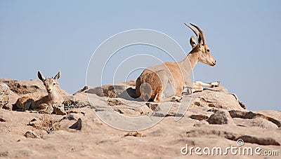 Ibex in the Negev desert in Mitzpe Ramon on the rim of the crater Machtesh Ramon, wildlife in Israe Stock Photo