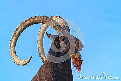 Head of a siberian ibex ram with curved horns in the sun in front of the blue sky Stock Photo