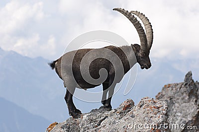 Ibex on a rock Stock Photo