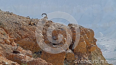 Ibex in Sde Boker, Israel Stock Photo