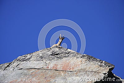 Ibex Stock Photo