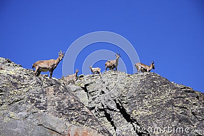 Ibex Stock Photo