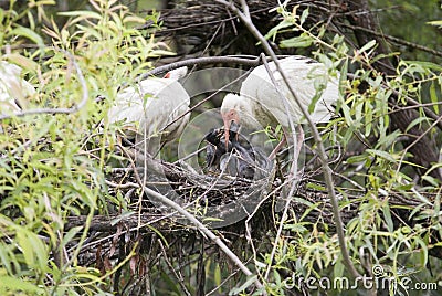 Ibis Bird Feeding Baby Chicks Stock Photo