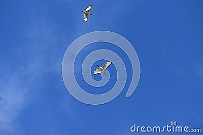 Ibis bird flying clear blue sky Stock Photo