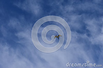 Ibis bird flying clear blue sky Stock Photo