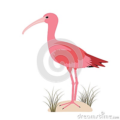 Ibis, bird species. The key holds the worm. Vector Illustration