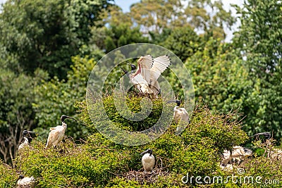 Ibis fighting for the best position in a tree with wings out Stock Photo