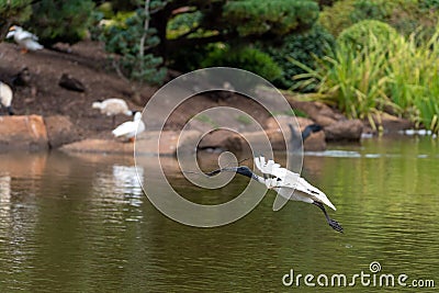 Ibis flying with wings spread and a stick in its mouth to build a nest Stock Photo