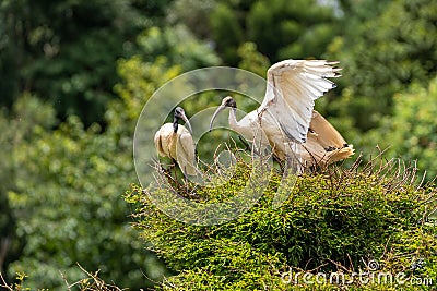 Ibis jostling for position in a tree Stock Photo