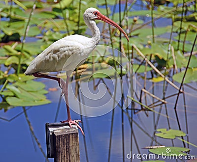 Ibis and Lily Pads Stock Photo