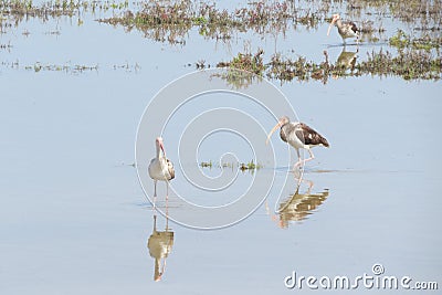 Ibis Reflections Stock Photo