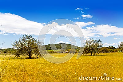 Ibiza island golden wheat fields of mediterranean Stock Photo