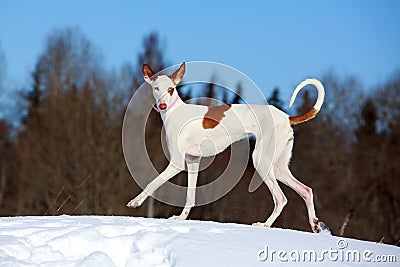 Ibizan Hound dog Stock Photo