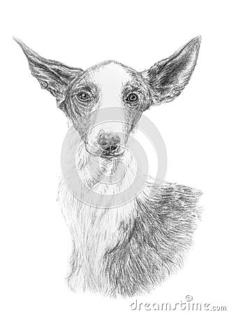Ibizan hound podenco traditionally drawn with graphite pencil, isolated on white background Stock Photo