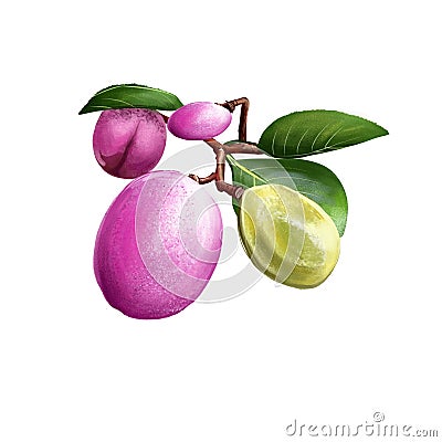 Icaco fruit isolated. Chrysobalanus icaco, cocoplum, Paradise Plum. Fruit of coastal form. Botanic concept digital art Cartoon Illustration