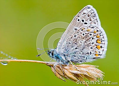 Icarus blue Stock Photo