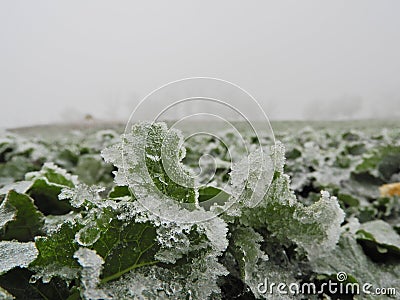 Ice accretion on rapeseed. Stock Photo